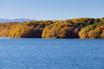 紅葉の狭山湖、湖畔で羽を休める水鳥たち