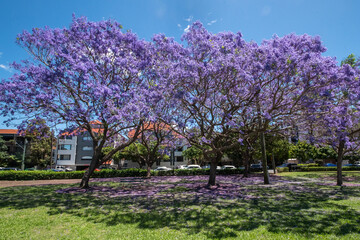 Beautiful jacaranda trees blooming under a beautiful sun