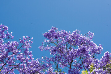 Fototapeta premium Beautiful jacaranda trees blooming under a beautiful sun