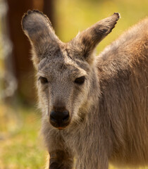Funny kangaroo with alerted ears, portrait in the farm in summer.