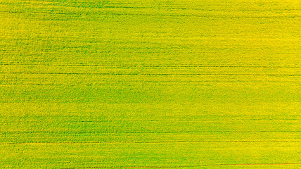 Canola or Rapeseed Plant seen from top , Prince Edward Island, Canada
