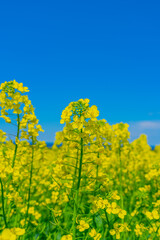 Obraz premium Closeup view of Canola Plant seen in Prince Edward Island, Canada