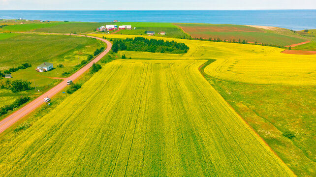 Complete view of the Canola Farm & Atlantic Ocean, Prince Edward Island, Canada