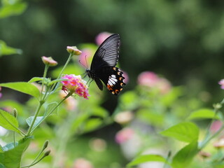 a butterfly, Papilio polytes (common Mormon) with broken swallowtail wings, feeding on flowers