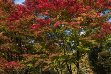 Autumn park in Japan on a sunny day