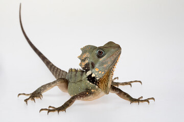Boyds Forest Dragon (Lophosaurus boydii) on a white background.