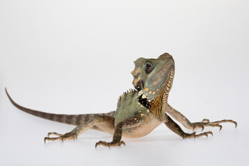 Boyds Forest Dragon (Lophosaurus boydii) on a white background.
