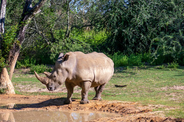 Rhino 