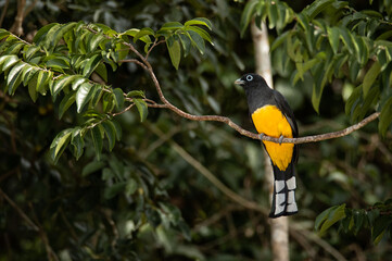 Tropical bird with yellow and black feathers perched in a tree of the green tropical forest of the Yucatan peninsula on a cloudy afternoon with blurry background 