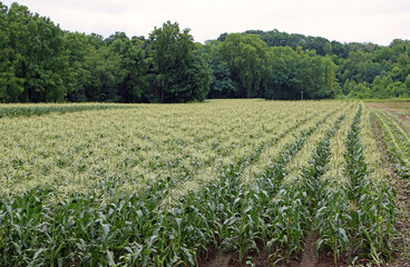 Fototapeta na wymiar Corn field, Ohio