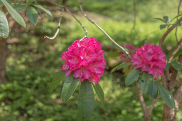 赤色の花
