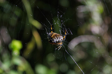 spider web closeup orange outdoor