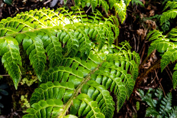 シダ植物の葉っぱ