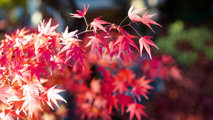 赤い紅葉
