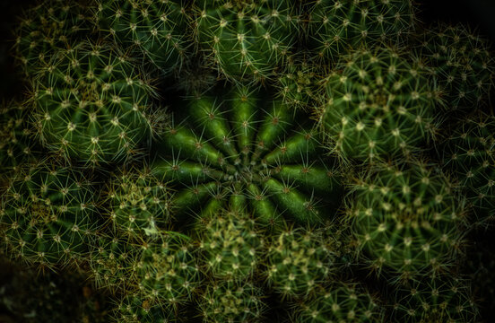 Cacto / Cactus 