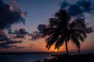 Silhouette of a palm tree during sunset