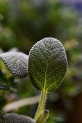 Blown up Image of a Green Sage Herb Plant