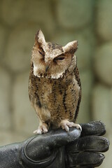 Owl held in gloved hand during daylight in zoo