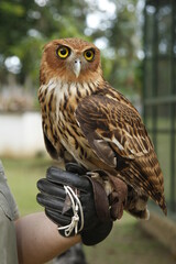 Owl held in gloved hand during daylight in zoo
