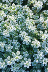 leaves covered with frost background in winter.