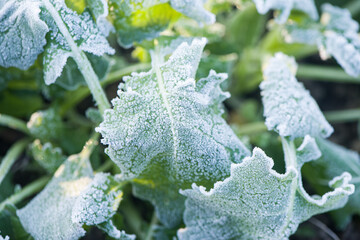 leaves covered with frost background in winter.