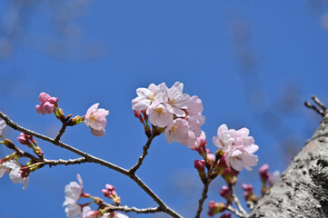cherry blossom in spring