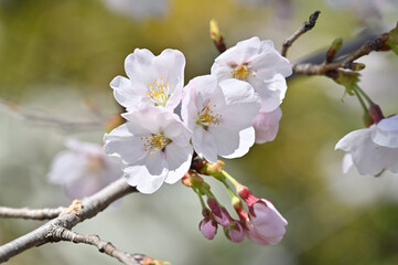 桜