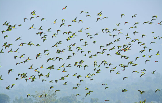 A flock of parrots are flying in the sky. Isolated on blue background