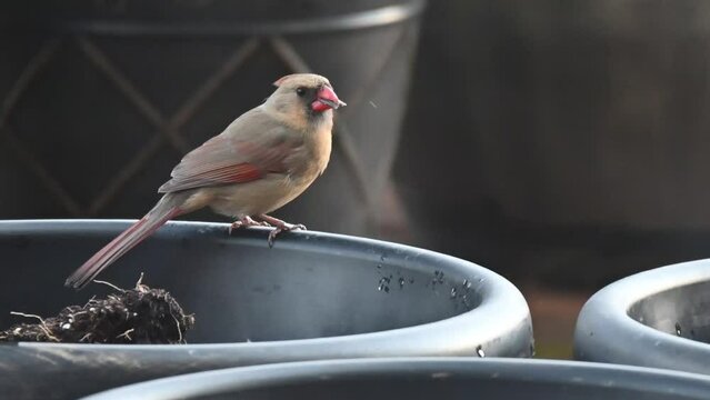 Female Cardinal having sunflower seed on a vegetable pot in backyard