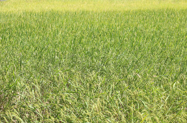 The rice fields are producing crops.