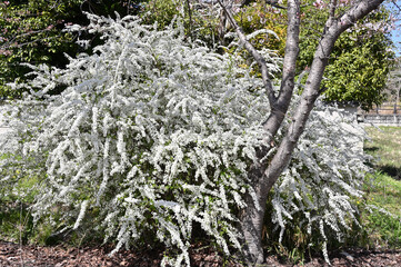 Thunberg's meadowsweet