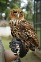 Owl held in gloved hand during daylight in zoo