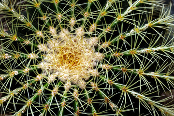 Spider like cactus has its own beauty, Toronto, ON, Canada