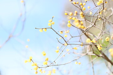 Winter sweet , Japanese allspice in full blooming	 - obrazy, fototapety, plakaty