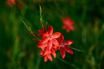 Vibrant red flowers of Crimson Flag Lily, Schizostylis Coccinea, highlighted by the sun in a fall garden, as a nature background