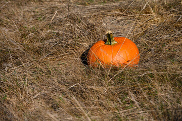Fall harvest, pumpkin in a dry grass field ready to select for Halloween pumpkin carving
