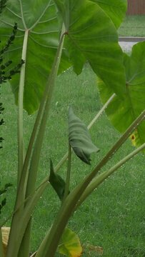 Vertical, steady shot of elephant ears in the rain