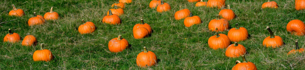 Fall harvest, pumpkins in a green grass field ready to select for Halloween pumpkin carving
