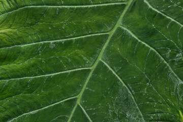 The story of the green leaf, Toronto, ON, Canada