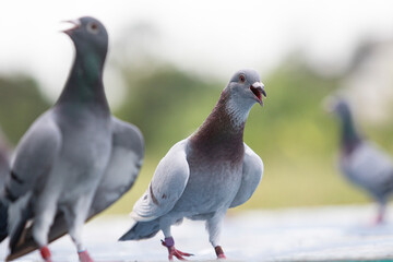 homing pigeon open mouth for breathing after flying at home loft