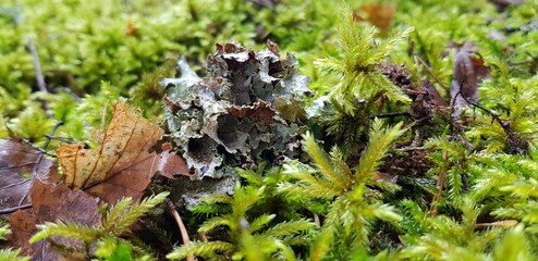 moss on the tree