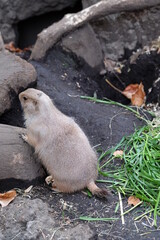 食欲の秋で太り気味なプレーリードッグ