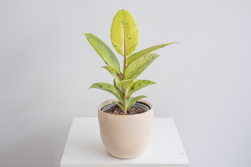 Ficus Shivereana tree in nice pot with white background, white table. The concept of minimalism,...