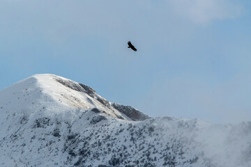 Naklejka na ściany i meble Vulture hovers over the snowy mountains. Mountain Digoria, North Ossetia, Russia.