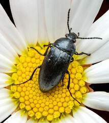 Macrophotography of a Black Leaf Beetle (Chrysomelidae) on a white flower.