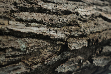 selected focus of background and texture of a tree trunk in jungle