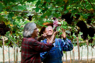 Asian couple aged man retirement happy present his grapes harvest in garden farm, lifestyle elderly man brothers invest small business Vineryard farm together, smiling workers or partnership concept