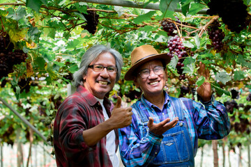 Asian couple aged man retirement happy present his grapes harvest in garden farm, lifestyle elderly man brothers invest small business Vineryard farm together, smiling workers or partnership concept