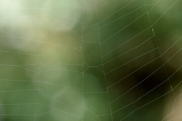 Damaged spiderweb against a soft green background. A spider's web showing damage from prey being ensnared. Close up section of a spider web in a garden