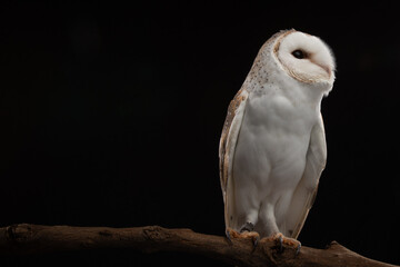 A close up portrait of a Barn Owl (Tyto alba). It is taken in a studio using a black background to...
